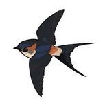 コシアカツバメ