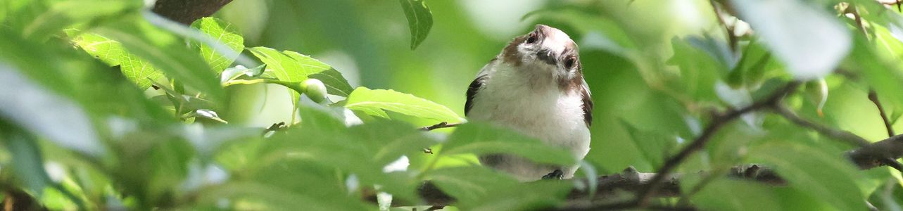 野鳥写真2