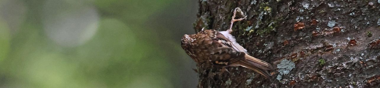 野鳥写真5