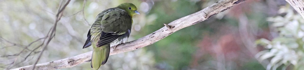 野鳥写真6