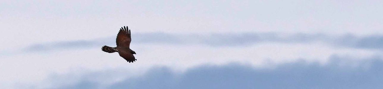 野鳥写真8