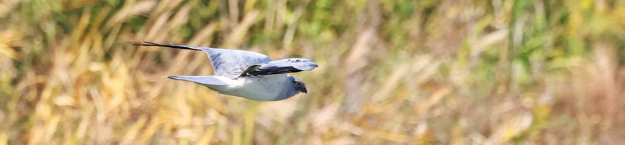 野鳥写真9