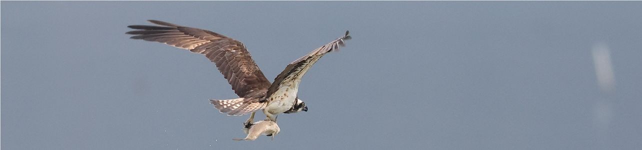 野鳥写真10