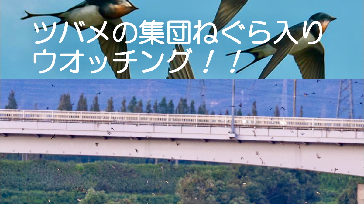 ツバメの集団ねぐら入りウォッチング！